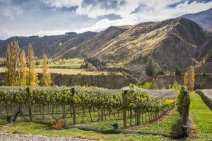 Grape Vines — Your Queenstown Transport in Queenstown, New Zealand