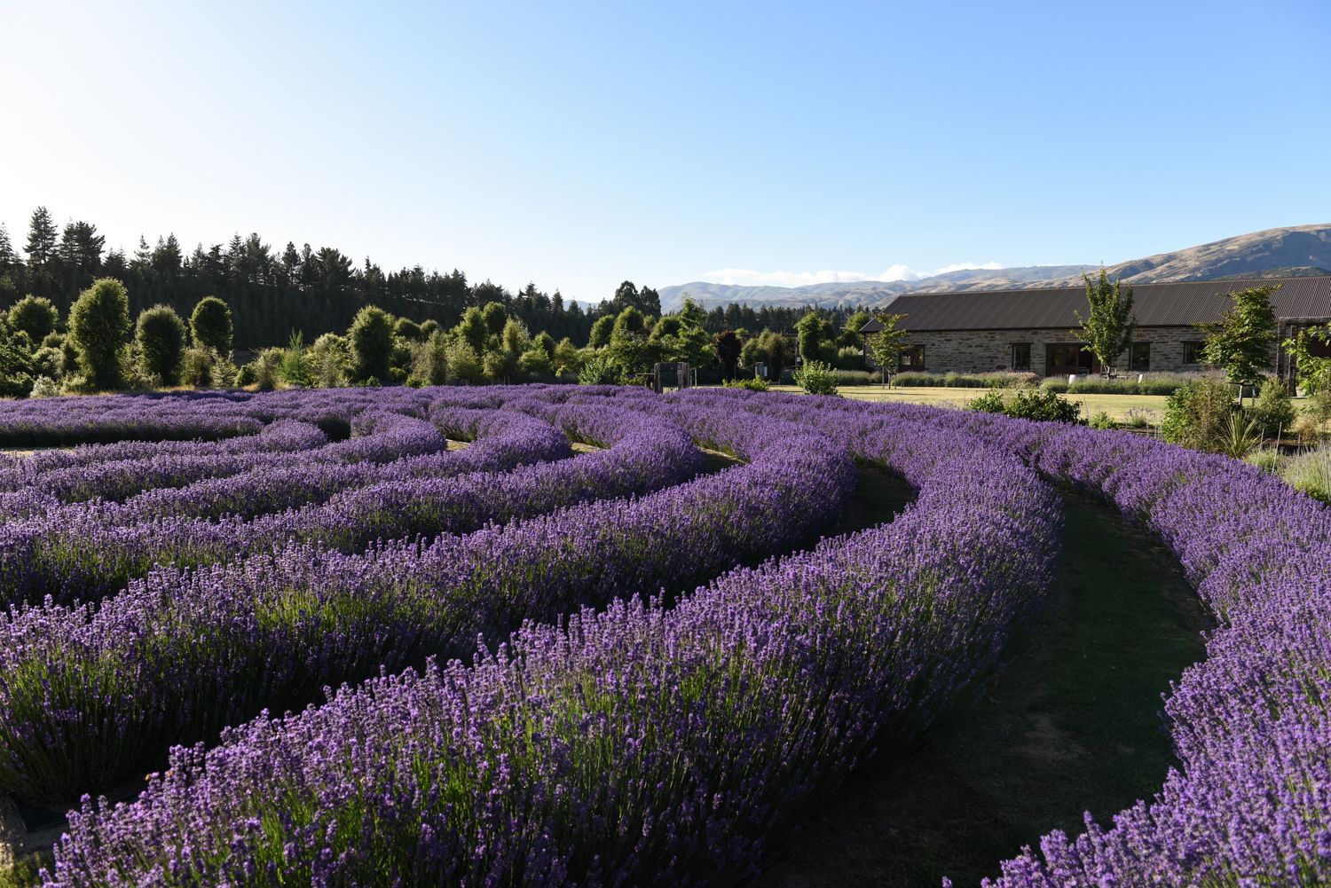 Lavender Farm — Your Queenstown Transport in Queenstown, New Zealand
