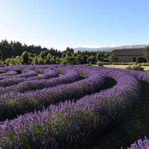 Lavender Farm — Your Queenstown Transport in Queenstown, New Zealand