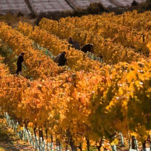 Harvesting Grapes — Your Queenstown Transport in Queenstown, New Zealand