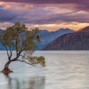 Tree in Lake — Your Queenstown Transport in Queenstown, New Zealand
